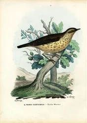 Zorzal, 1863-79